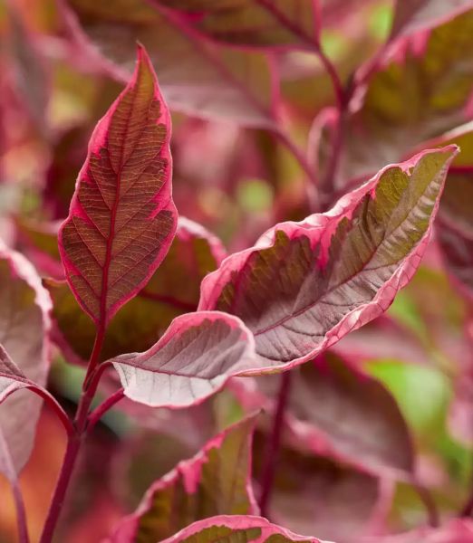 Cornus alba 'Miracle' (PRB)